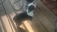 Black Collar, a male Boston Terrier for sale in Shelby, AL – 4 of 6