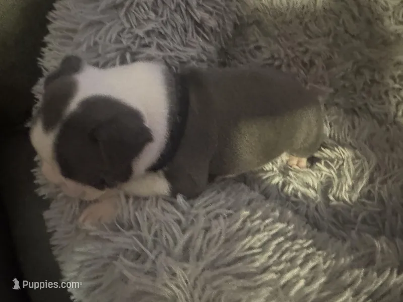 Black Collar – Boston Terrier puppy for sale in Shelby, AL