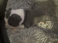 Black Collar, a male Boston Terrier for sale in Shelby, AL – Photo 1 of 3