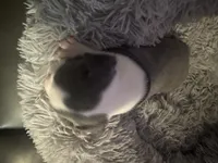 Black Collar, a male Boston Terrier for sale in Shelby, AL – Photo 3 of 3