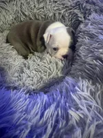 Patch Adams , a male Boston Terrier for sale in Shelby, AL – Photo 7 of 8