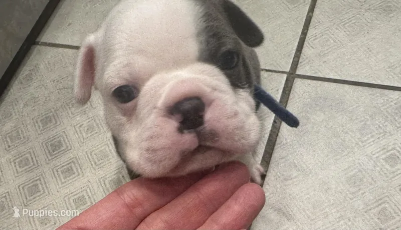 Patch Adams  – Boston Terrier puppy for sale in Shelby, AL