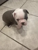 Patch Adams , a male Boston Terrier for sale in Shelby, AL – Photo 5 of 8