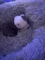 Patch Adams , a male Boston Terrier for sale in Shelby, AL – Photo 4 of 8