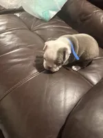 Patch Adams , a male Boston Terrier for sale in Shelby, AL – Photo 2 of 8