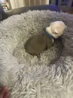 Patch Adams , a male Boston Terrier for sale in Shelby, AL – Photo 8 of 8