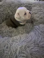 Patch Adams , a male Boston Terrier for sale in Shelby, AL – Photo 6 of 8