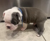 Patch Adams , a male Boston Terrier for sale in Shelby, AL – Photo 3 of 8