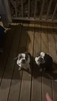 Max & Molly, a female Boston Terrier for sale in Shelby, AL – 3 of 3