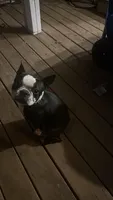 Max & Molly, a female Boston Terrier for sale in Shelby, AL – 2 of 3