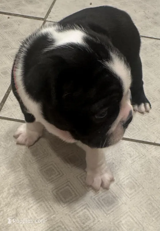 Pink Girl – Boston Terrier puppy for sale in Shelby, AL