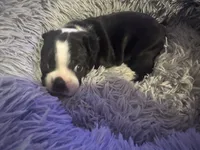 Pink Girl, a female Boston Terrier for sale in Shelby, AL – Photo 5 of 8