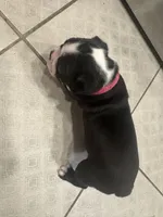 Pink Girl, a female Boston Terrier for sale in Shelby, AL – Photo 4 of 8