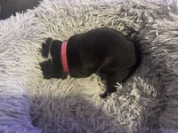 Pink Girl, a female Boston Terrier for sale in Shelby, AL – Photo 8 of 8