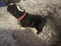 Pink Girl, a female Boston Terrier for sale in Shelby, AL – Photo 6 of 8