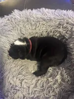 Pink Girl, a female Boston Terrier for sale in Shelby, AL – Photo 7 of 8