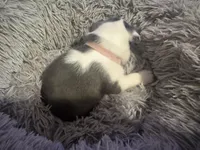 Runt , a female Boston Terrier for sale in Shelby, AL – Photo 2 of 4