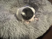 Runt , a female Boston Terrier for sale in Shelby, AL – Photo 3 of 4
