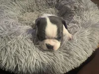 Runt , a female Boston Terrier for sale in Shelby, AL – Photo 4 of 4