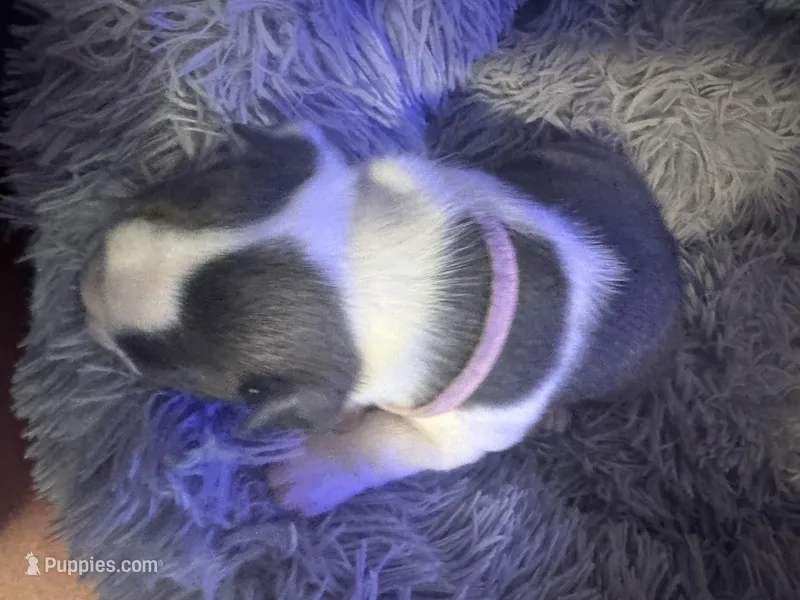 Runt  – Boston Terrier puppy for sale in Shelby, AL