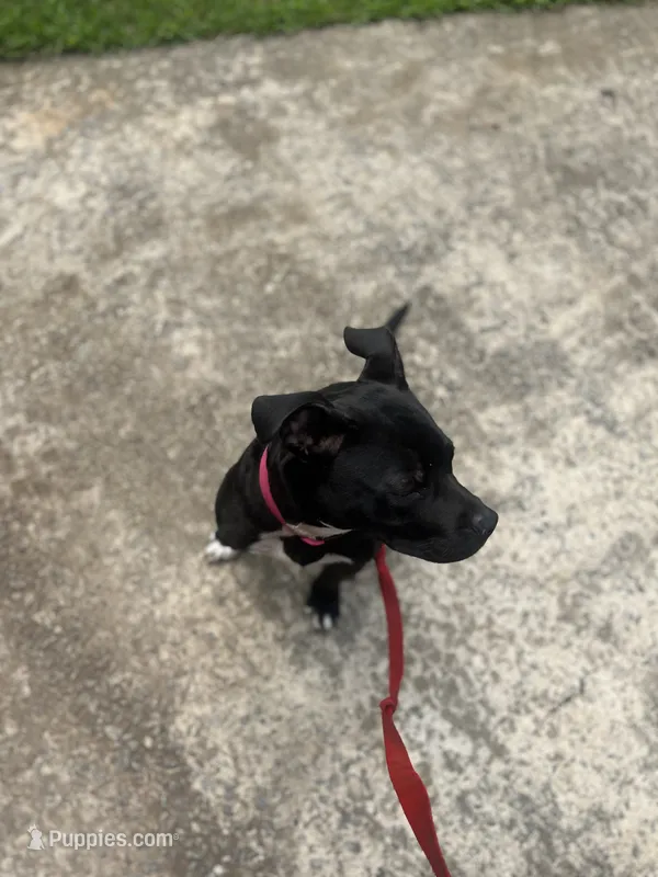 Baki  – Staffordshire Bull Terrier puppy for sale in Ellenwood, GA