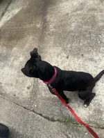 Baki , a male Staffordshire Bull Terrier for sale in Ellenwood, GA – 2 of 3