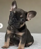 Mila, a female French Bulldog for sale in Atlanta, GA – Photo 2 of 2