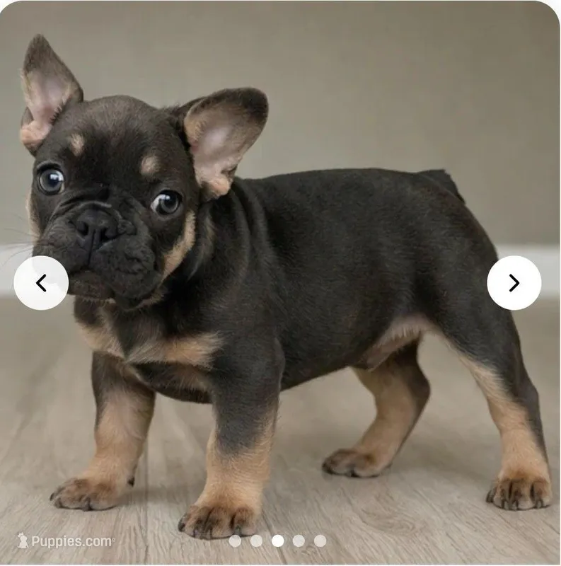 Mila – French Bulldog puppy for sale in Atlanta, GA