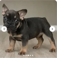 Mila, a female French Bulldog for sale in Atlanta, GA – Photo 1 of 2