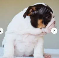 Chanel, a female English Bulldog for sale in Atlanta, GA – Photo 2 of 2