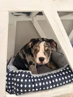 Bulldog, a female English Bulldog for sale in Colbert, GA – 3 of 7