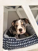 Bulldog, a female English Bulldog for sale in Colbert, GA – 2 of 7