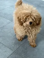 Biscotti, a male Poodle - Toy  for sale in San Francisco, CA – 4 of 10