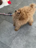 Biscotti, a male Poodle - Toy  for sale in San Francisco, CA – 8 of 10