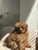 Biscotti, a male Poodle - Toy  for sale in San Francisco, CA – 3 of 10