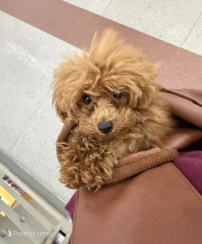 Biscotti – Poodle - Toy  puppy for sale in San Francisco, CA