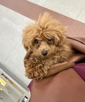 Biscotti, a male Poodle - Toy  for sale in San Francisco, CA – 1 of 10