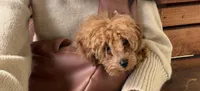 Biscotti, a male Poodle - Toy  for sale in San Francisco, CA – 7 of 10