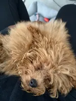 Biscotti, a male Poodle - Toy  for sale in San Francisco, CA – 9 of 10