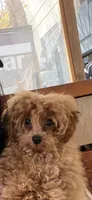 Biscotti, a male Poodle - Toy  for sale in San Francisco, CA – 5 of 10