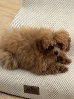 Biscotti, a male Poodle - Toy  for sale in San Francisco, CA – 6 of 10