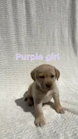 Willow, a female Labrador Retriever for sale in Boaz, AL – Photo 4 of 6