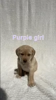 Willow, a female Labrador Retriever for sale in Boaz, AL – Photo 3 of 6