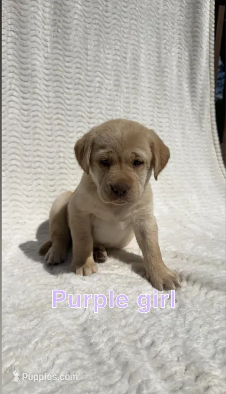Willow – Labrador Retriever puppy for sale in Boaz, AL
