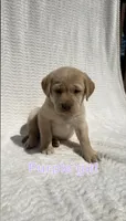 Willow, a female Labrador Retriever for sale in Boaz, AL – Photo 1 of 6