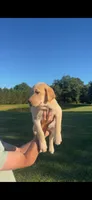 Willow, a female Labrador Retriever for sale in Boaz, AL – 3 of 3