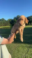 Cedar, a male Labrador Retriever for sale in Boaz, AL – 3 of 4