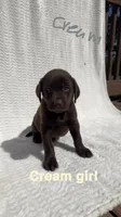 Hazel, a female Labrador Retriever for sale in Boaz, AL – Photo 4 of 7