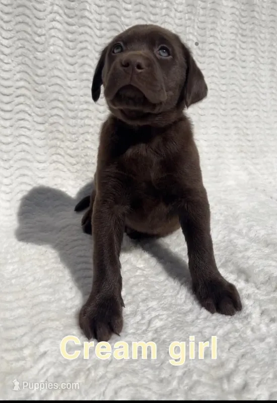 Hazel – Labrador Retriever puppy on hold in Boaz, AL