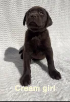 Hazel, a female Labrador Retriever for sale in Boaz, AL – Photo 1 of 7
